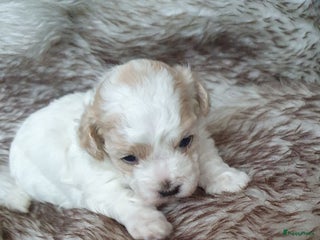 Maltipoo honden Maltipoo - Advertentie 1