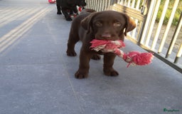Labrador Retriever honden te koop: Bruin reutje - Afbeelding 6
