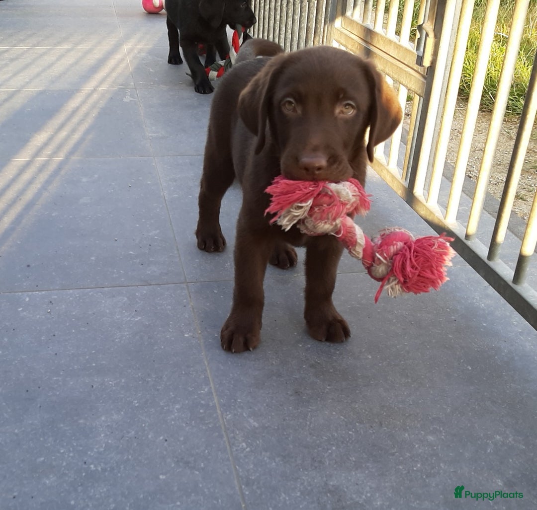 Labrador Retriever honden te koop: Bruin reutje - Afbeelding 6