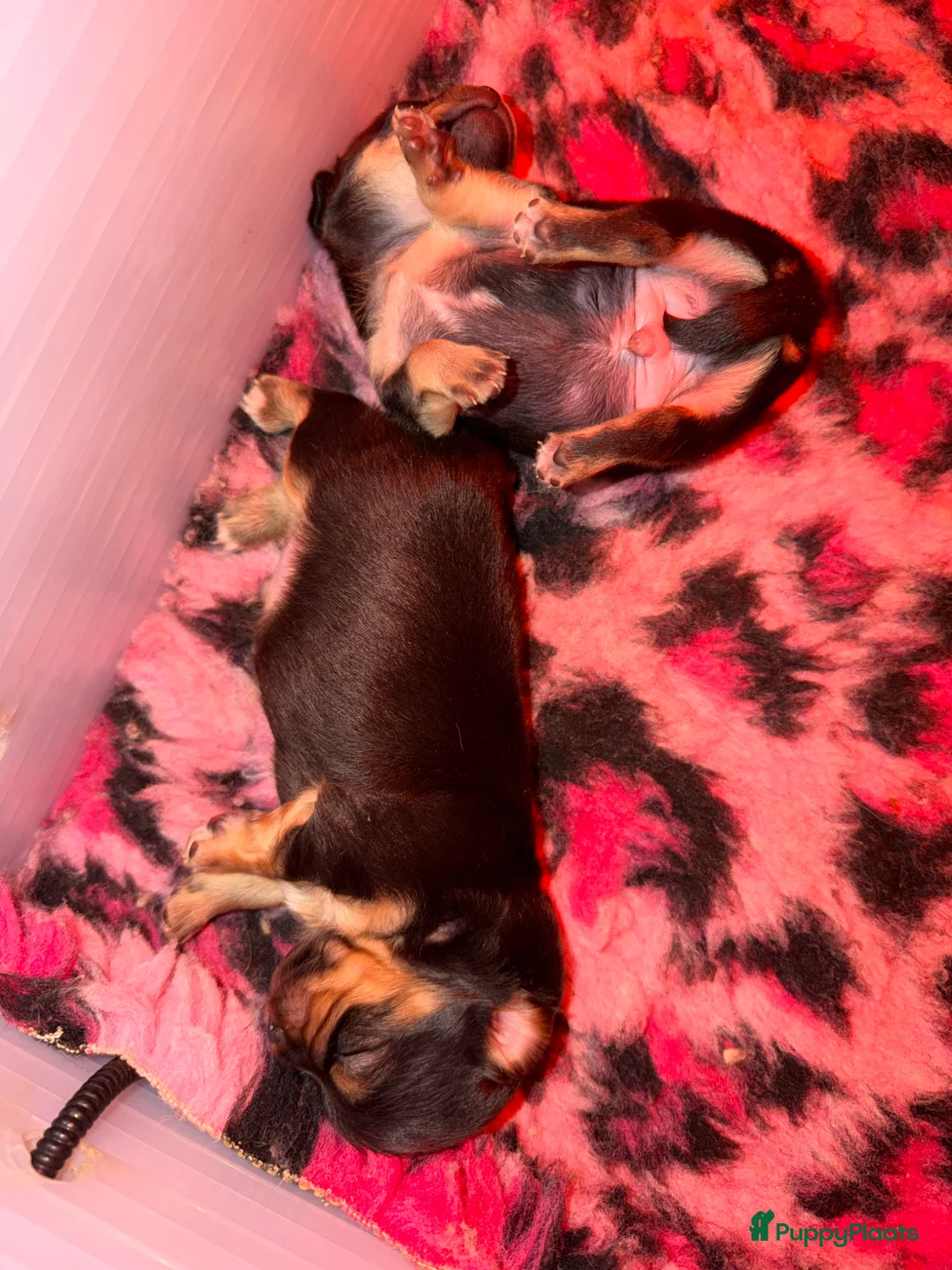 Chihuahua honden te koop: Chihuahua pups - Advertentie 7