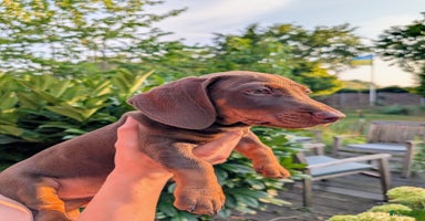 Teckel (korthaar)  honden - Advertentie 5