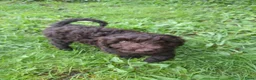 Australian Labradoodle honden te koop: Aust. Labradoodle – sociaal&hypoallergeen - Advertentie 23