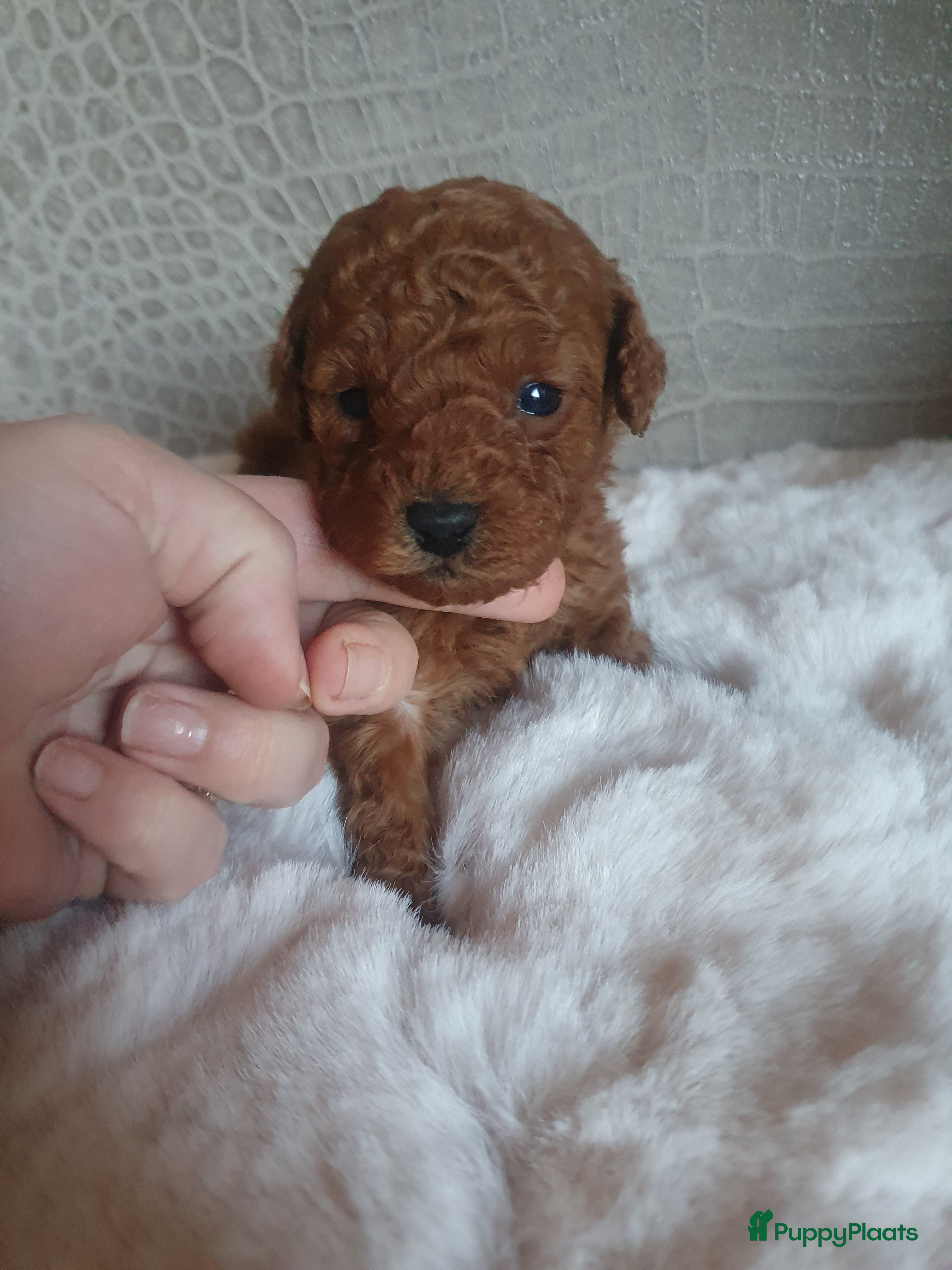 Kruising honden Dwerg x toy poedel pups bijzonder mooi - Advertentie 1