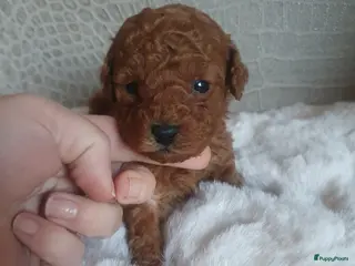 Kruising honden Dwerg x toy poedel pups bijzonder mooi - Advertentie 1