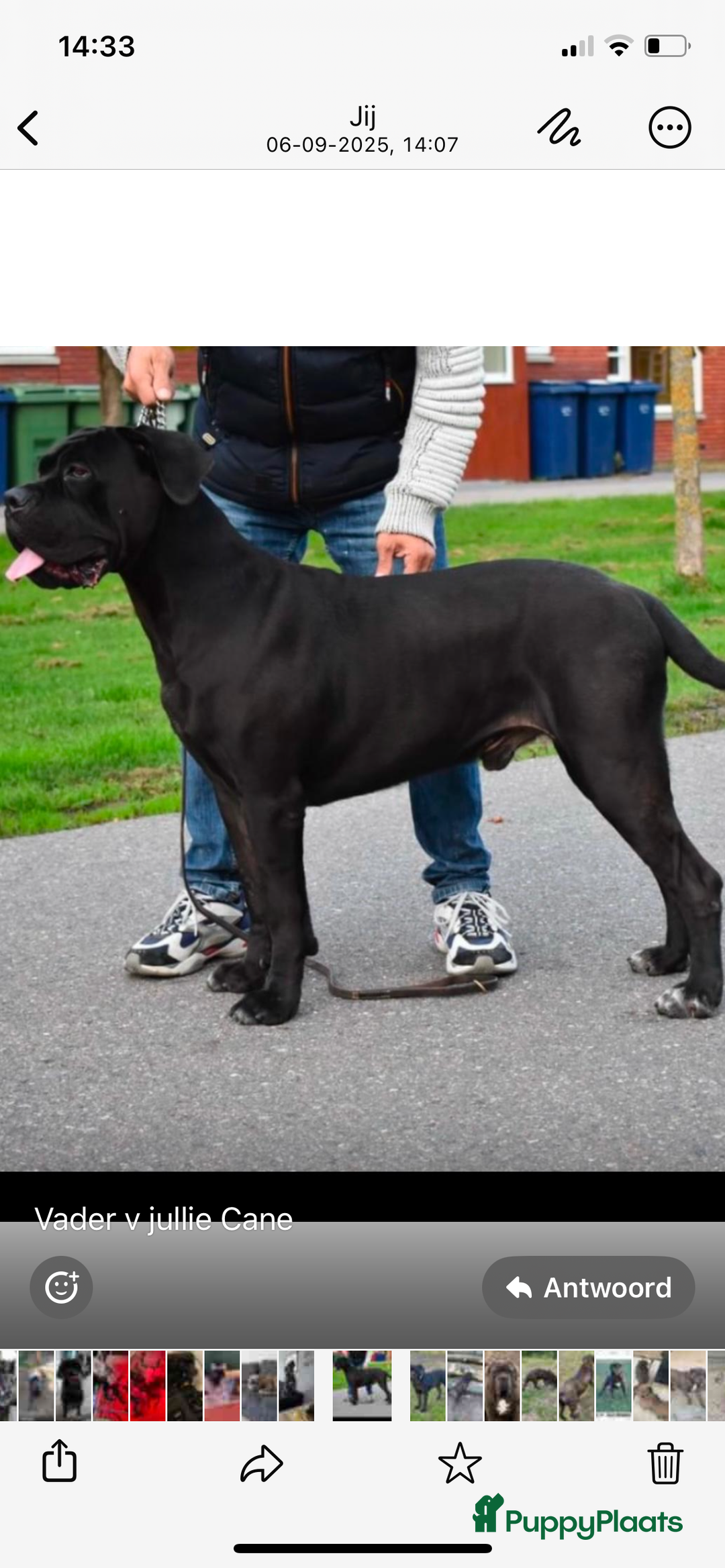 Cane Corso honden te koop: Te koop zwarte Cane corso pups met FCI stamboom  - Advertentie 12
