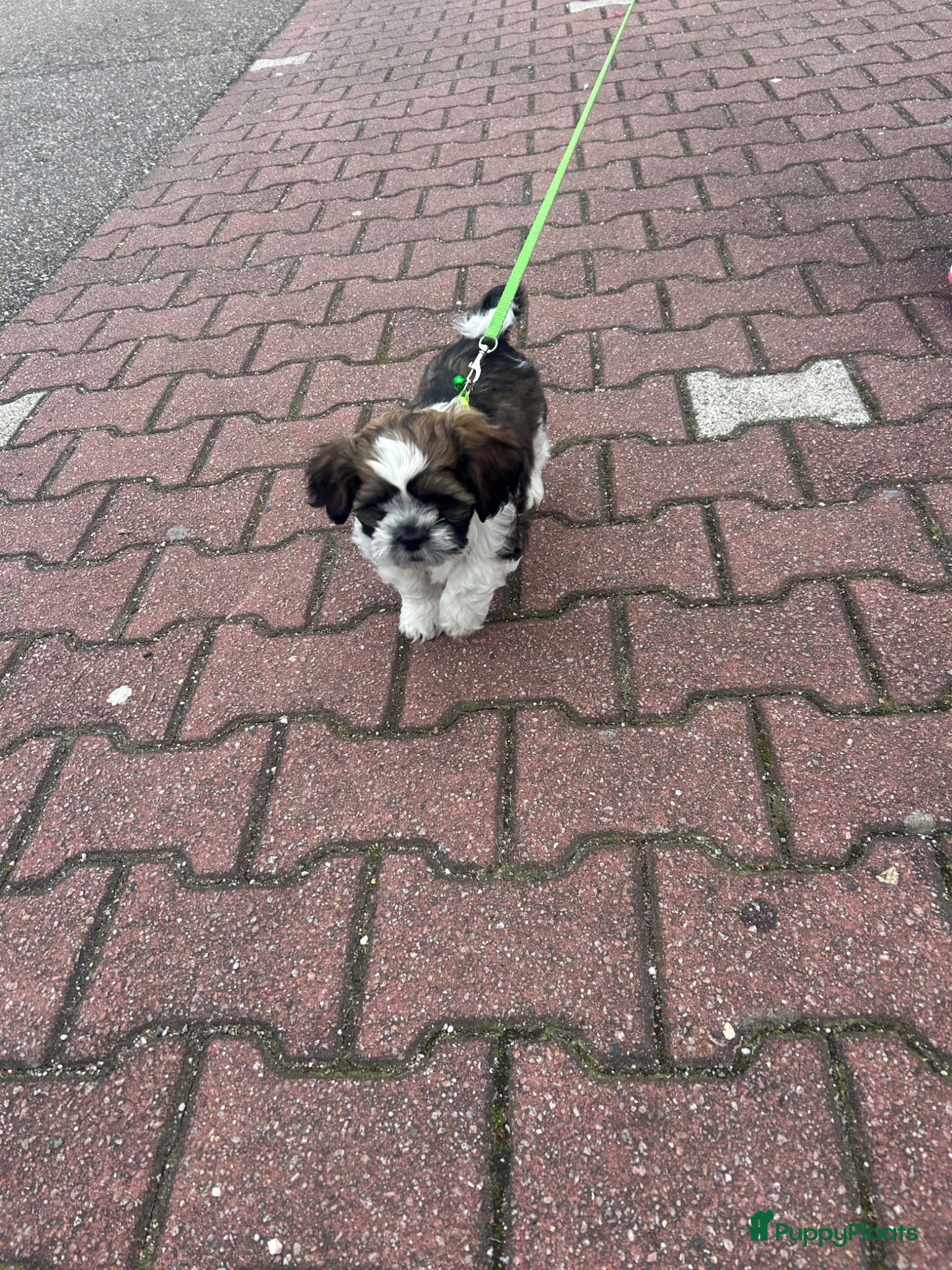 Shih Tzu honden Lieve stoere pup  - Advertentie 4