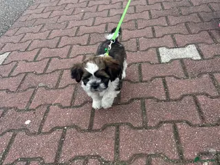 Shih Tzu honden Lieve stoere pup - Advertentie 4