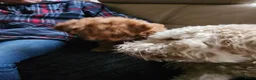 Kruising honden te koop: Geen beschikbare pups meer - Advertentie 7