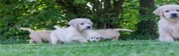 Golden Retriever honden te koop: prachtige golden retriever pups - Advertentie 7