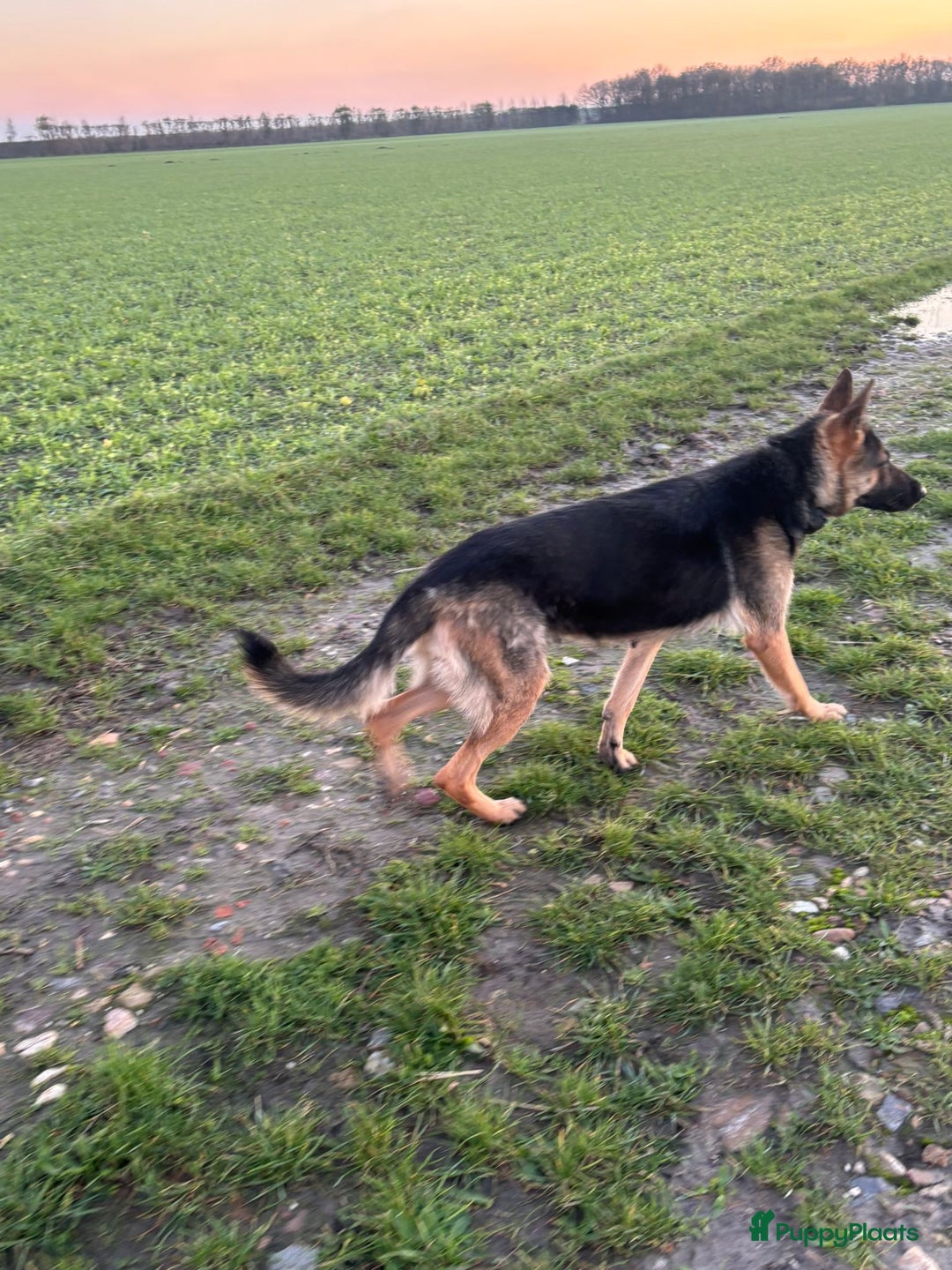 Duitse Herder honden te koop: Duitse herder pups -10 WK- nog 1 pup beschikbaar! - Advertentie 5