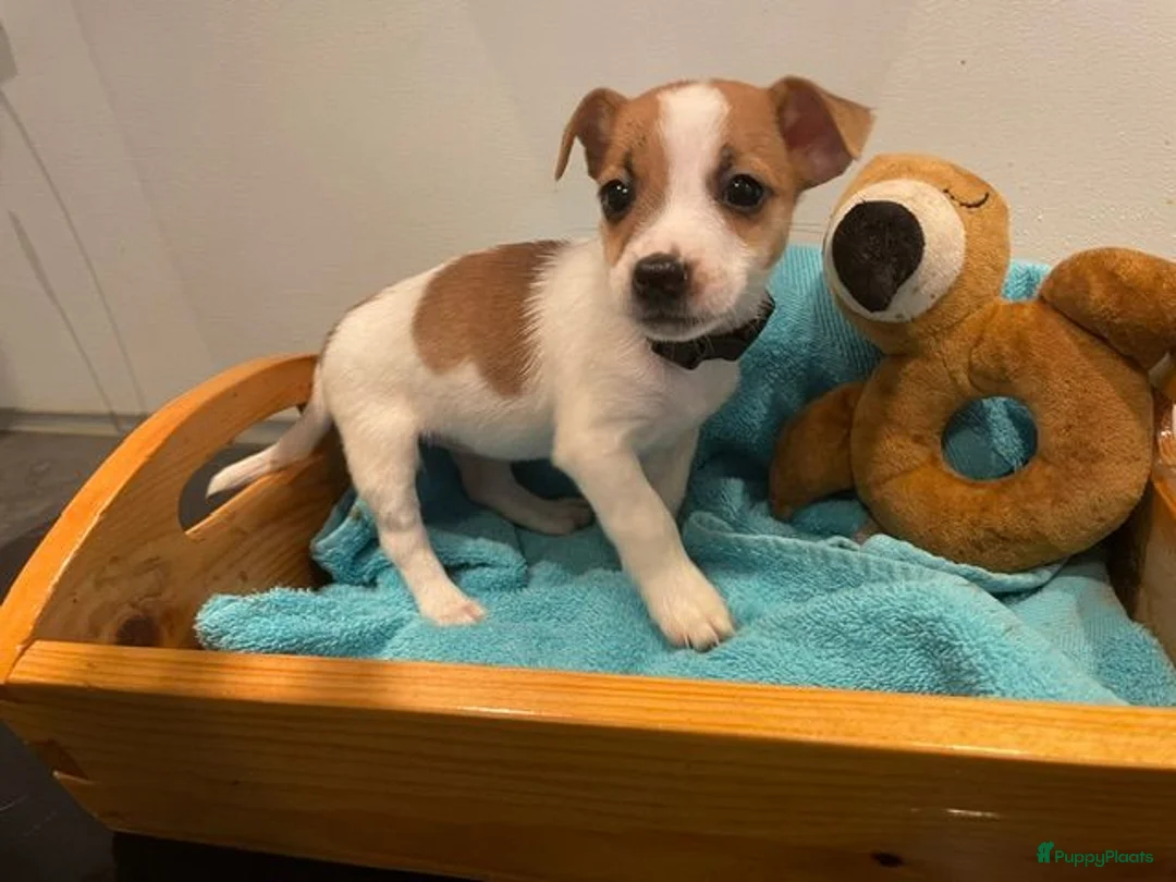 Jack Russel Terriër honden te koop: (blue) merle Jack Russell pup in Oudenbosch - Advertentie 14