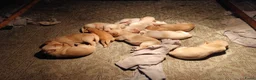 Labrador Retriever honden te koop: Leuke blonde labrador pups met stamboom - Advertentie 10