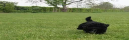 Kruising honden te koop: Lieve Maltipoo pups - Advertentie 6