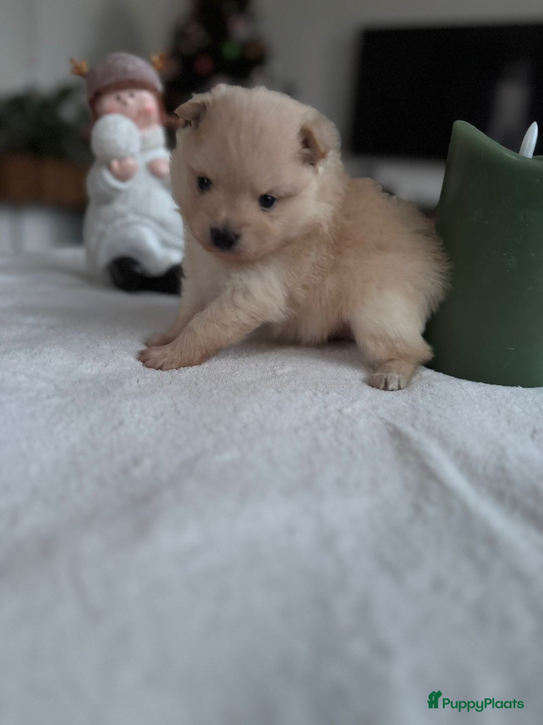 Pomeriaan honden te koop: Prachtige Pomeriaan pups  - Advertentie 4