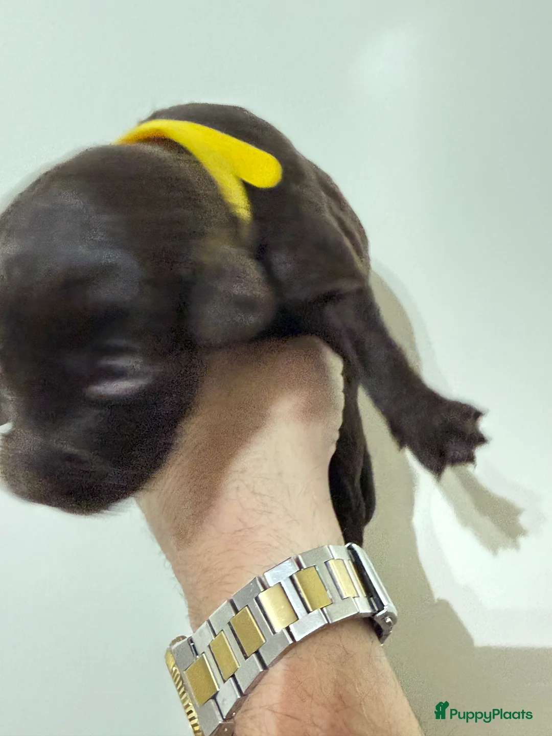 Labradoodle honden te koop: Hele mooie chocolade labradoodle puppy’s  - Advertentie 12