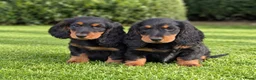 Teckel (langhaar) honden te koop: Teckelpups langhaar met FCI stamboom standaard - Advertentie 8