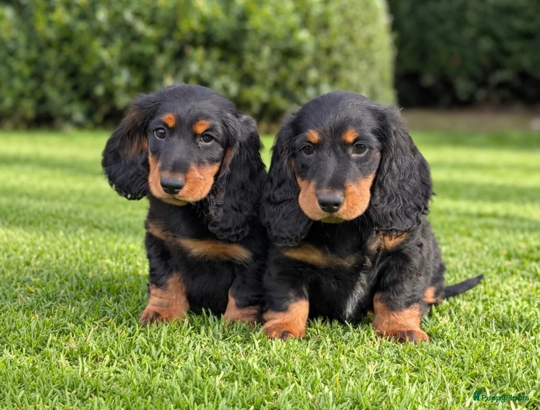 Teckel (langhaar) honden te koop: Teckelpups langhaar met FCI stamboom standaard - Advertentie 8