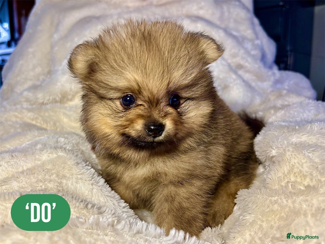 Pomeriaan honden te koop: Pomeriaanpups. 25 juni mogen ze het nest verlaten. in Emmen - Afbeelding 1