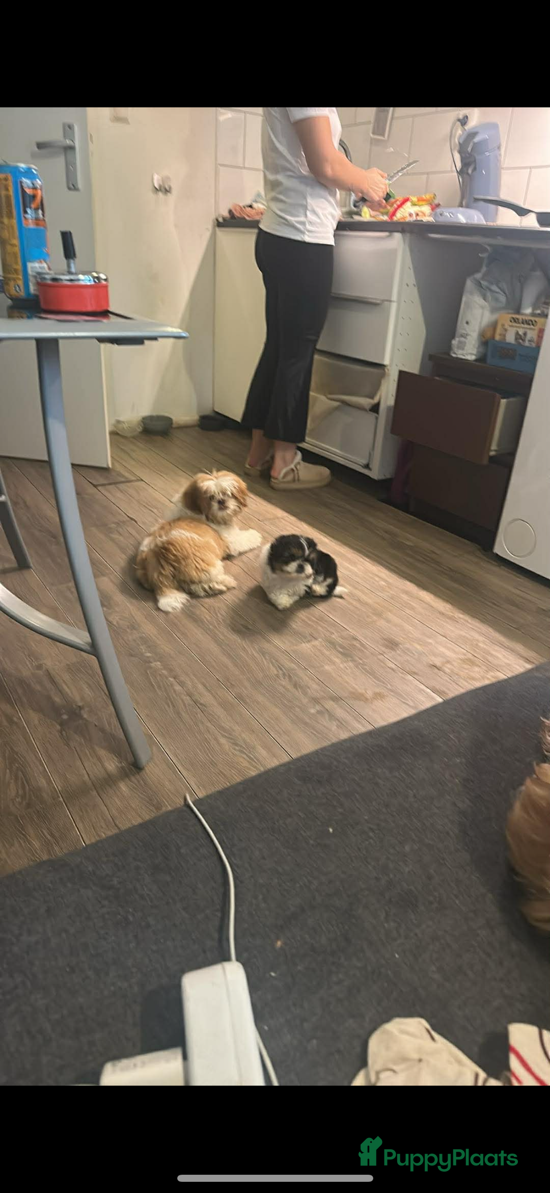 Shih Tzu honden te koop: Een 7 weken oud, raszuiver Shih Tzu-teefje,  - Advertentie 2