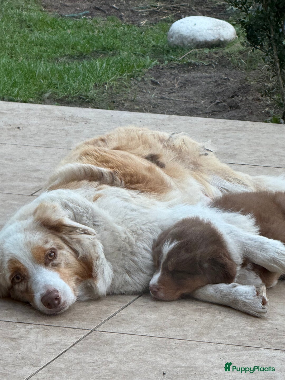 Australian Shepherd honden te koop: Raszuivere Australian Shepherd  - Afbeelding 14