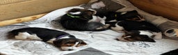 Beagle honden te koop: Vier lieve Beagle puppy’s  - Advertentie 6