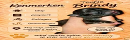 Chihuahua honden te koop: Mooie chihuahua pups - Advertentie 2