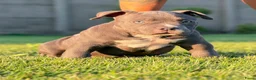 Amerikaanse Bully honden te koop: American bully pocket - Advertentie 4
