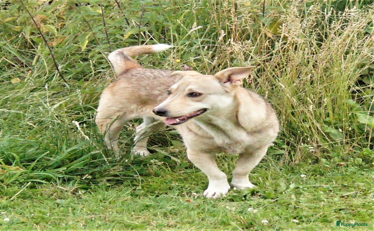 Kruising honden in Ridderkerk - Advertentie 2