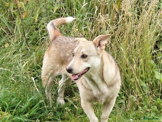 Kruising honden super duo in Ridderkerk - Advertentie 16