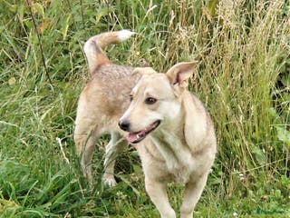 Kruising honden super duo in Ridderkerk - Advertentie 3