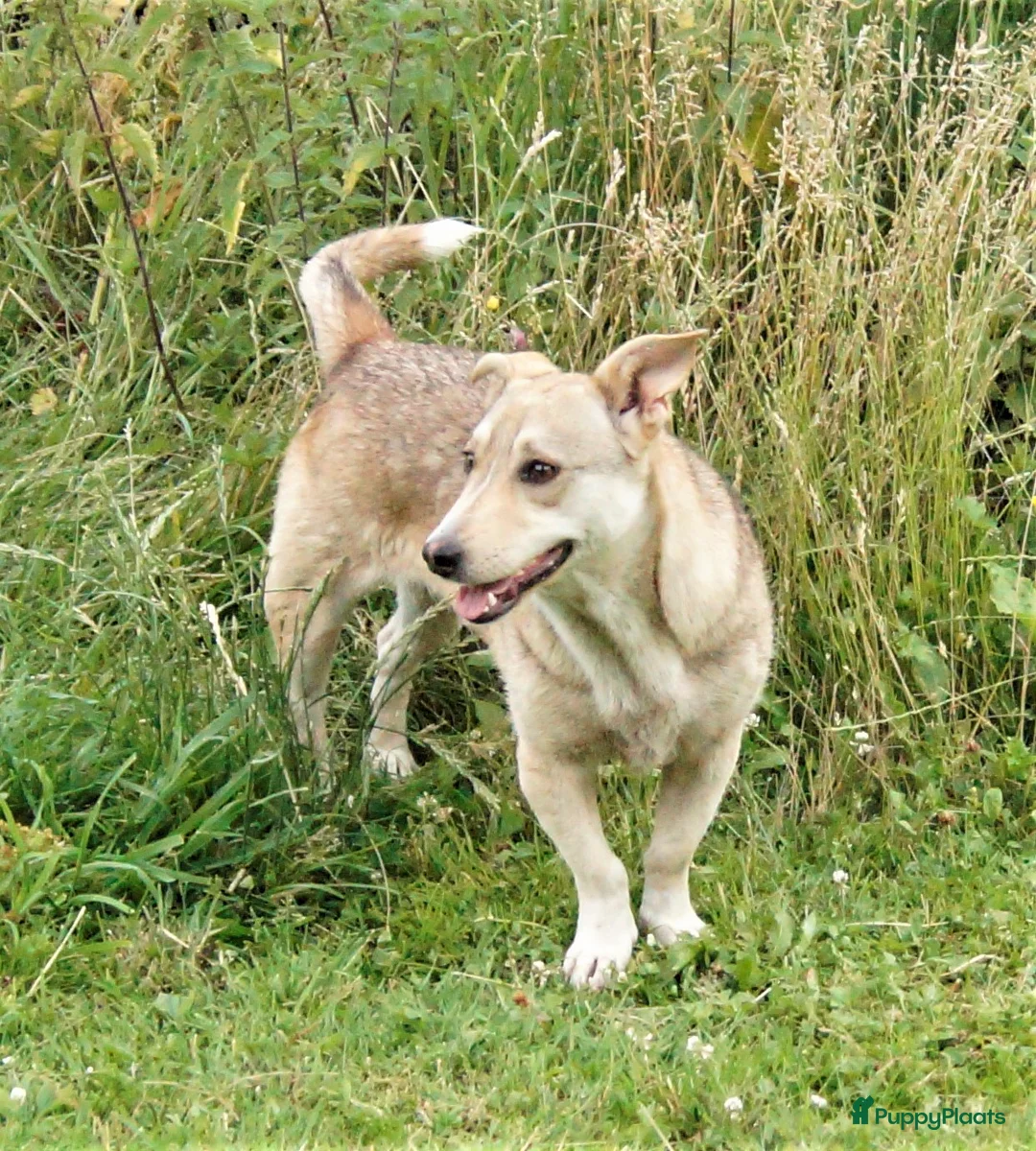 Kruising honden ter adoptie: super duo in Ridderkerk - Advertentie 1