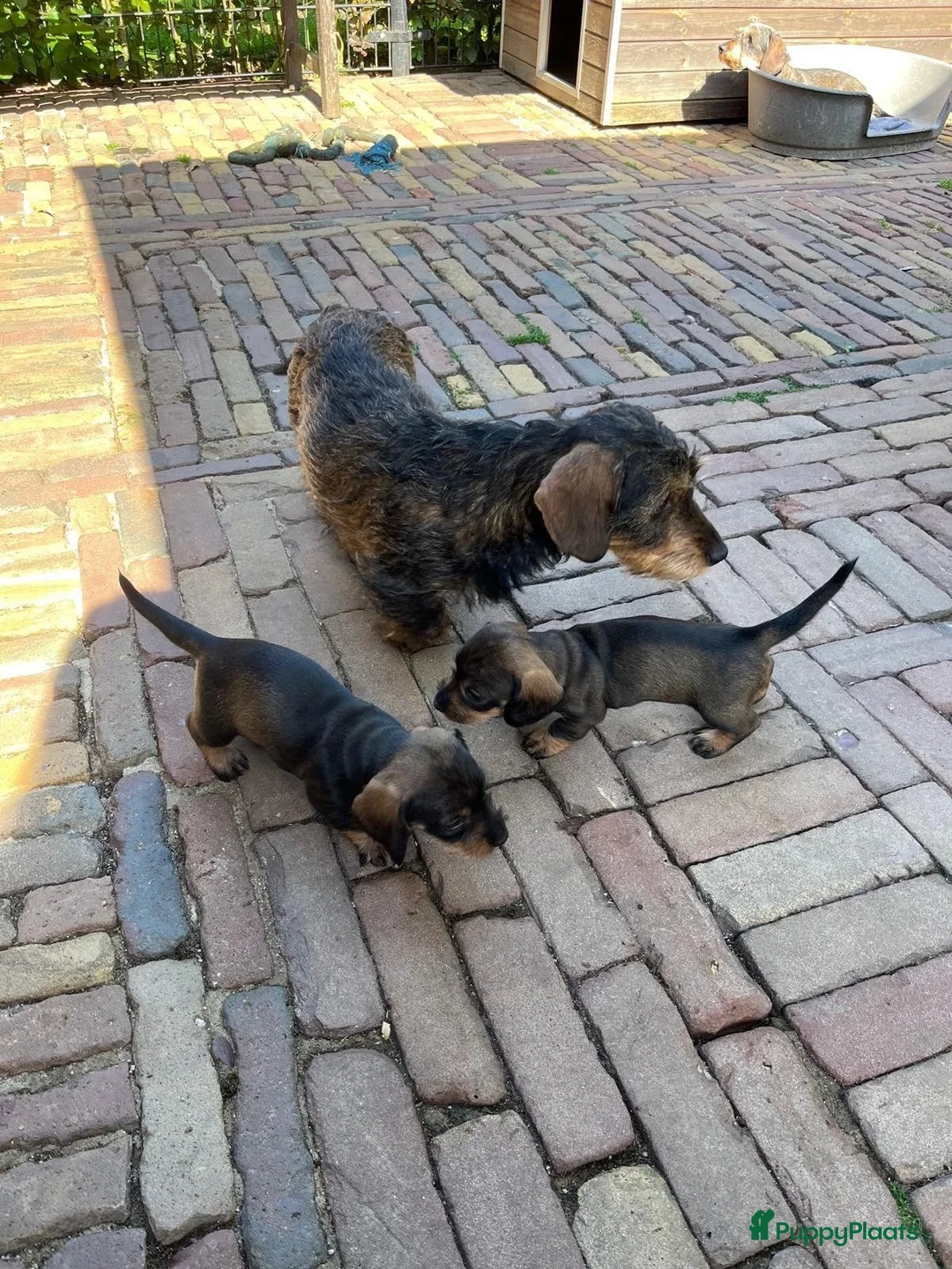 Ruwhaar Teckel honden te koop: Ruwharige teckel pup's in Barchem - Advertentie 1