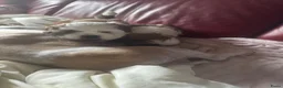Shih Tzu honden te koop: twee raszuivere shih tzu-puppy's - Advertentie 7