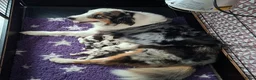 Australian Shepherd honden te koop: Australian shepherd pups - Advertentie 4