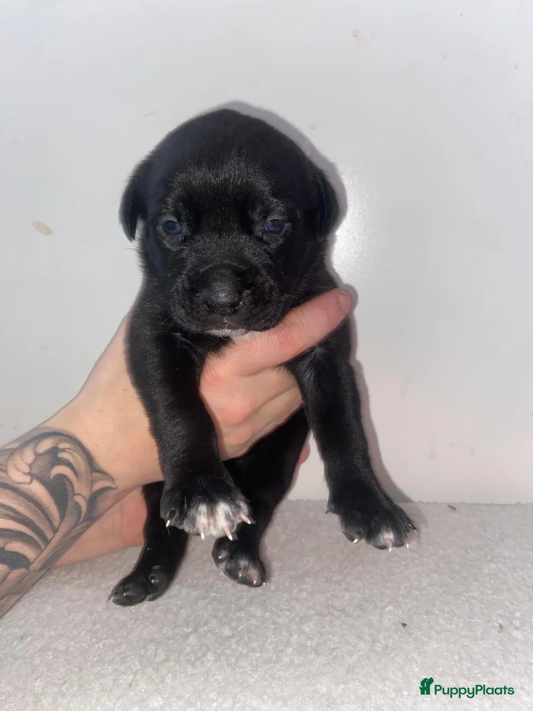 Kruising honden te koop: Bully xl pups  - Advertentie 10