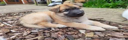 Kruising honden te koop: Zwitserse Witte Herder outcross puppies - Advertentie 7