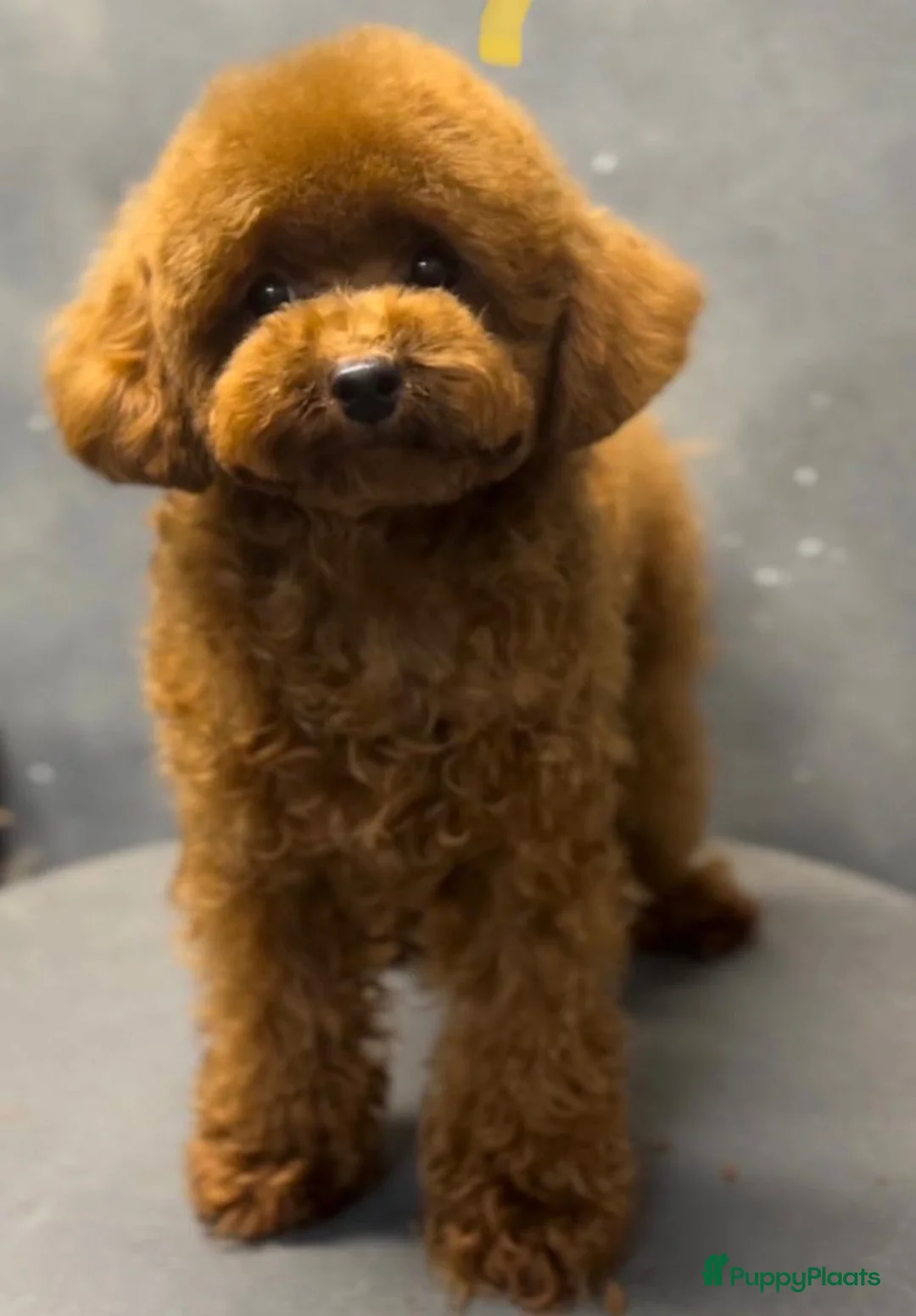 Kruising honden te koop: Chipoo Lieve rustige X toy poedel en chiwawa in Eindhoven - Advertentie 15