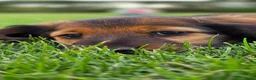 Teckel (langhaar) honden te koop: Prachtige Stamboom Dwergteckelpups langhaar - Advertentie 6