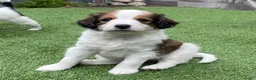 Kooikerhondje honden te koop: Kooiker pups Kooikerhondje  - Advertentie 5