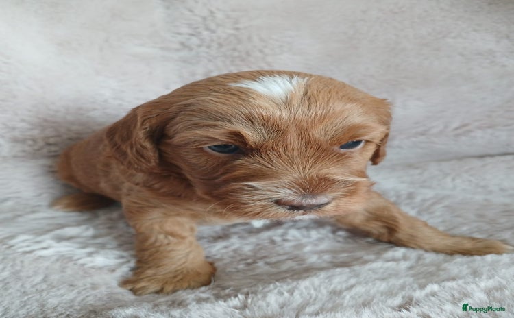 Poedel honden - Advertentie 3