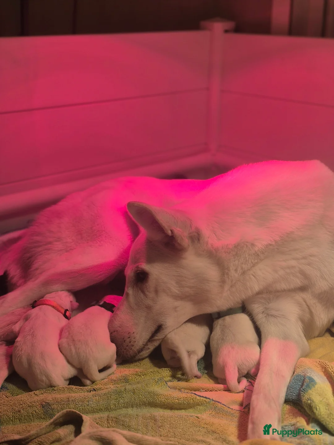 Zwitserse Witte Herdershond honden te koop: Witte herder pups - Advertentie 1