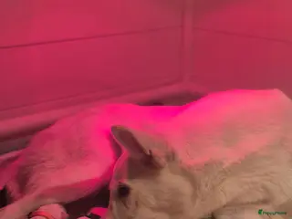 Zwitserse Witte Herdershond honden Witte herder pups - Advertentie 3