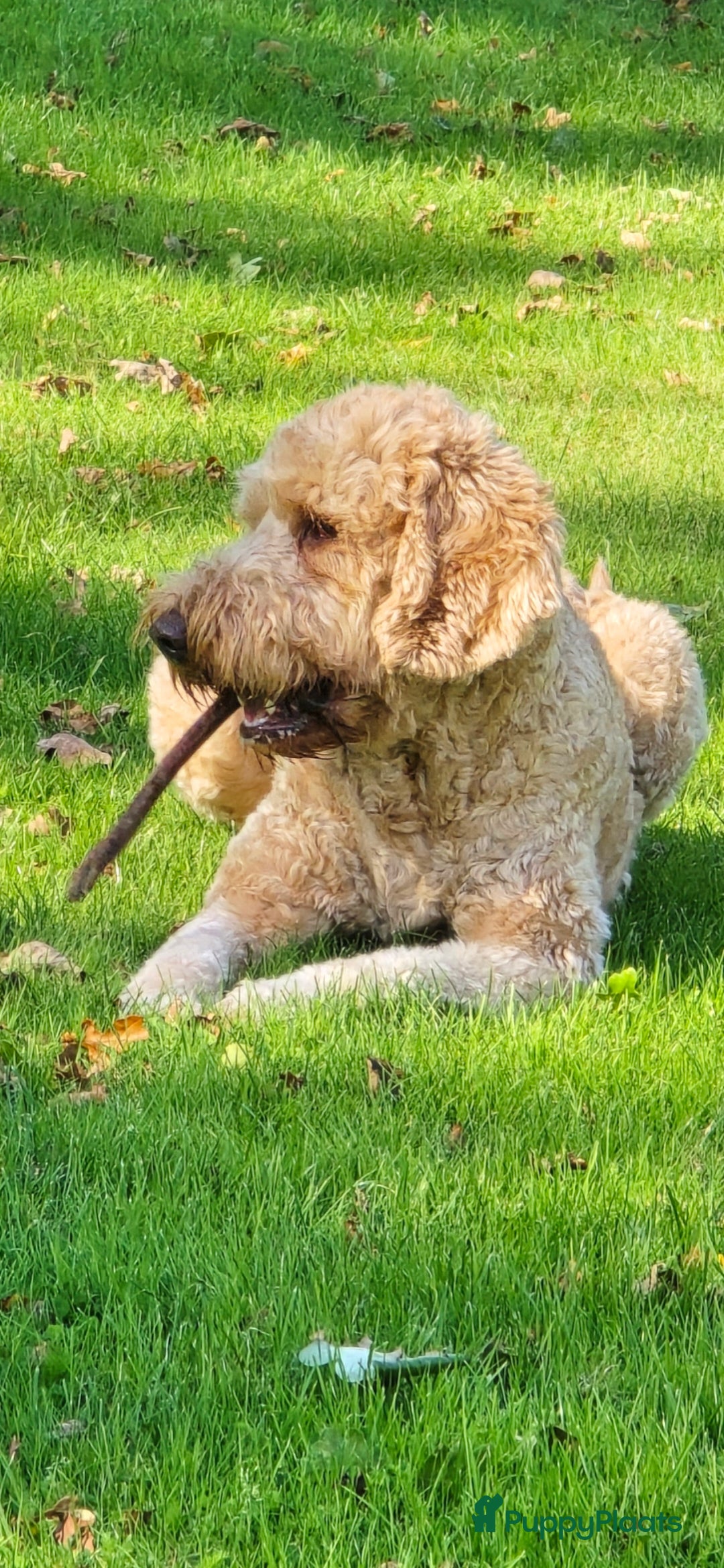 Kruising honden te koop: Goldendoodle reutjes mogen verhuizen - Advertentie 15
