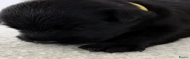 Dwergschnauzer 1