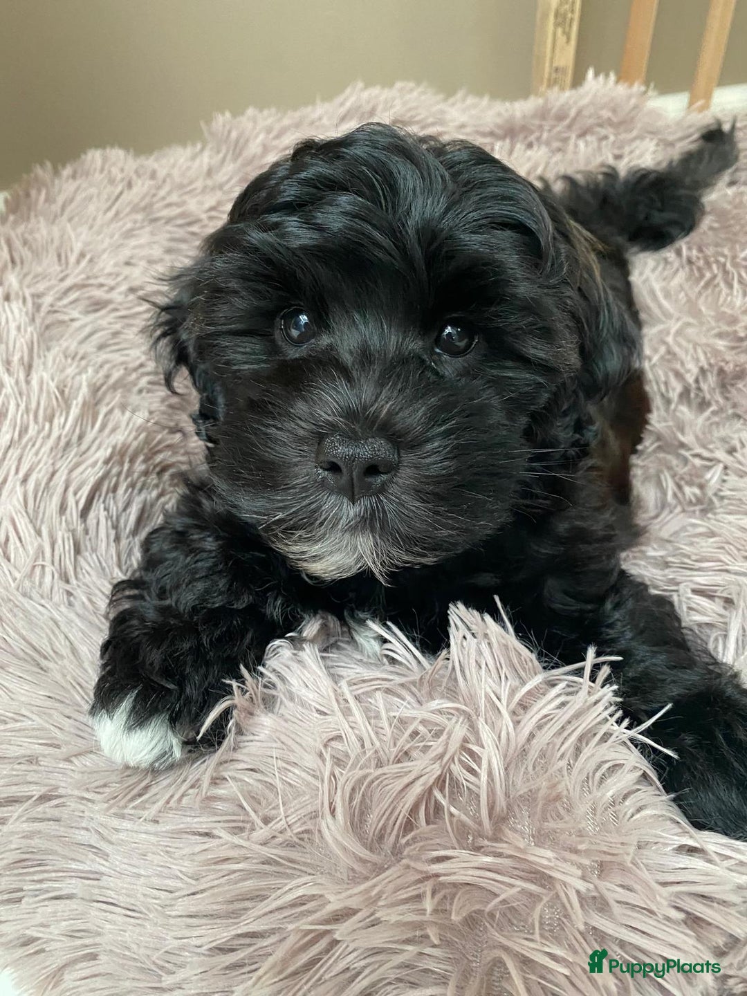 Kruising Pups te koop in Gelderland Puppyplaats