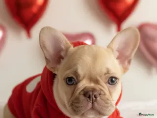 Franse Bulldog honden Franse bulldog pups reutjes mogen verhuizen - Advertentie 3