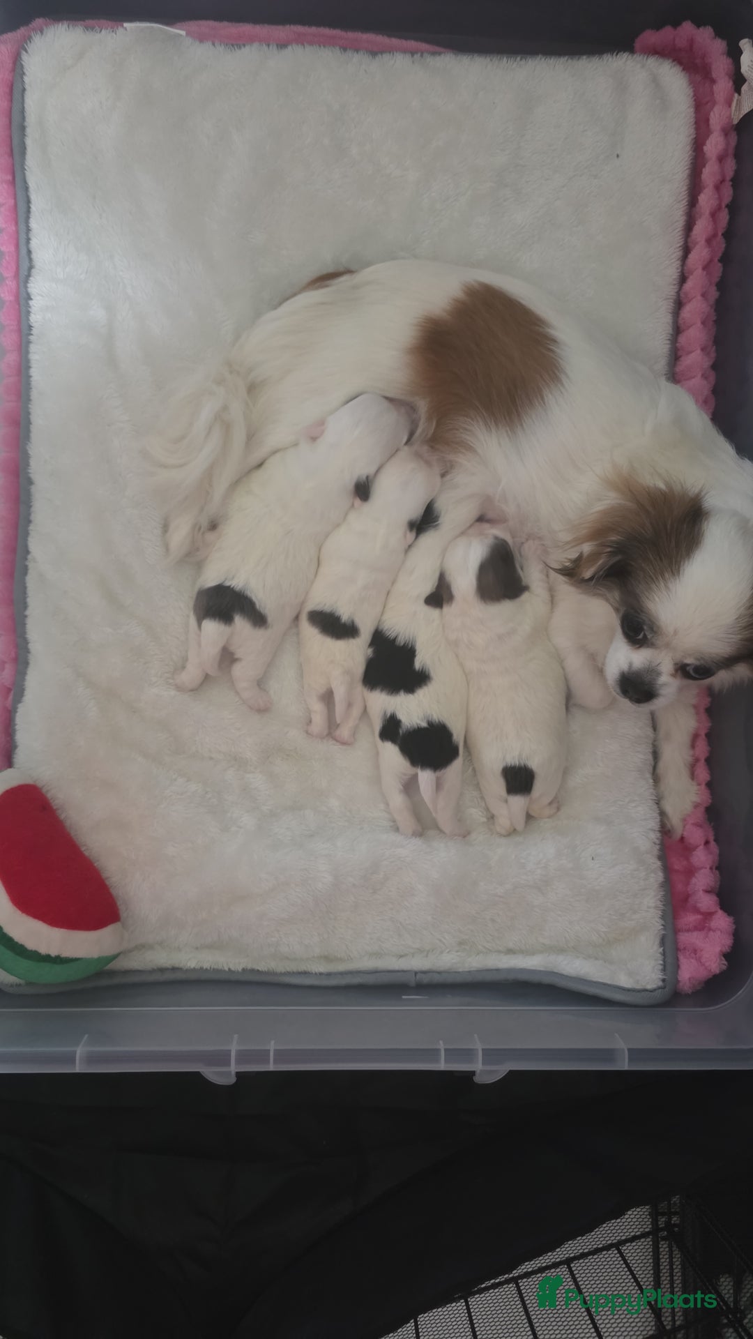 Pomchi honden te koop: Pomchi pups - Advertentie 7