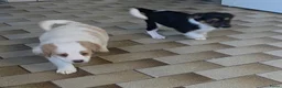 Boerenfox honden te koop: Prachtige 100% boerenfox pups met unieke kleuren - Advertentie 9
