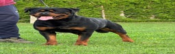 Rottweiler honden te koop: Zeer mooie rottweiler pups   - Advertentie 7