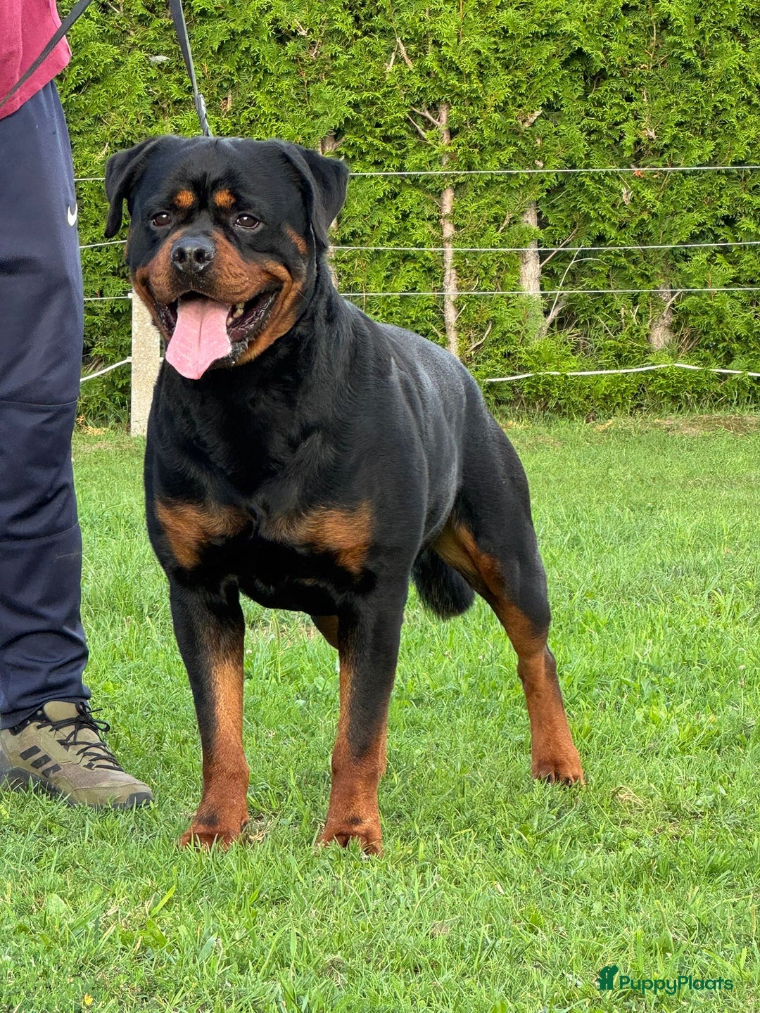 Rottweiler honden te koop: Zeer mooie rottweiler pups   - Advertentie 7